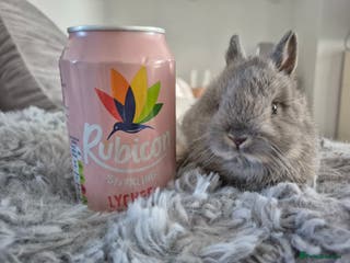 Netherland Dwarf rabbits Beautifull ** netherland dwarf tiny babys - Advert 16