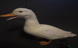 Ducks poultry for sale: Pure white call ducks  - Image 5