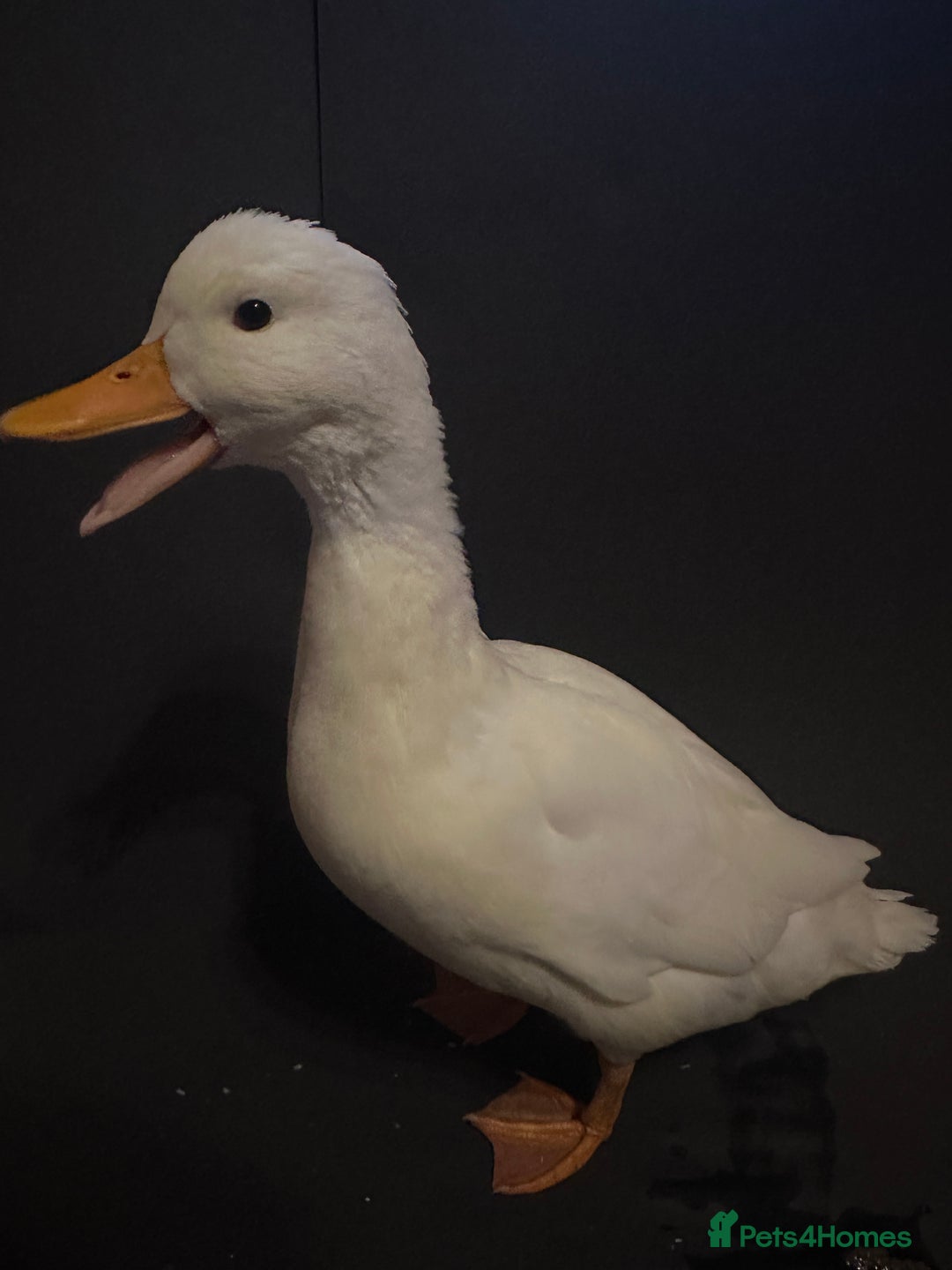 Ducks poultry for sale: Pure white call ducks  - Image 5