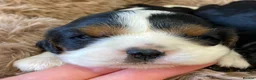 Cavalier King Charles Spaniel dogs for sale: 🐶 KC reg extensively health tested Cavalier 🐶  - Advert 12