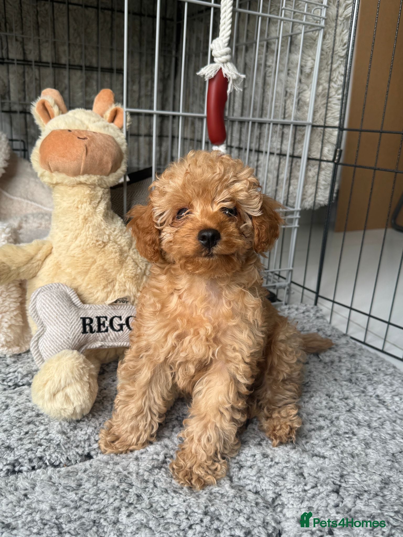 Cockapoo dogs Cavapoo F1 male Apricot  - Advert 4