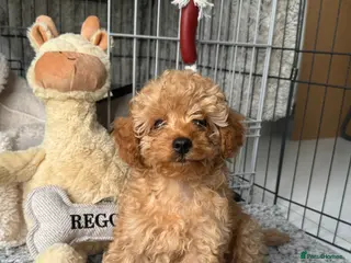 Cockapoo dogs Cavapoo F1 male Apricot - Advert 4