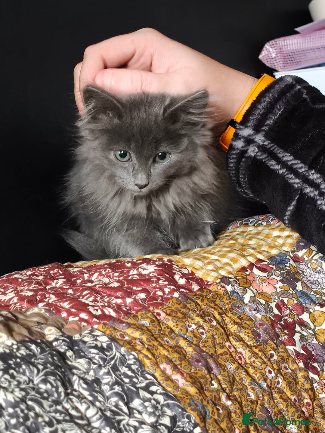 Mixed Breed cats for sale: Norbert  - Advert 1