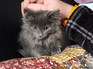 Mixed Breed cats Norbert - Advert 1