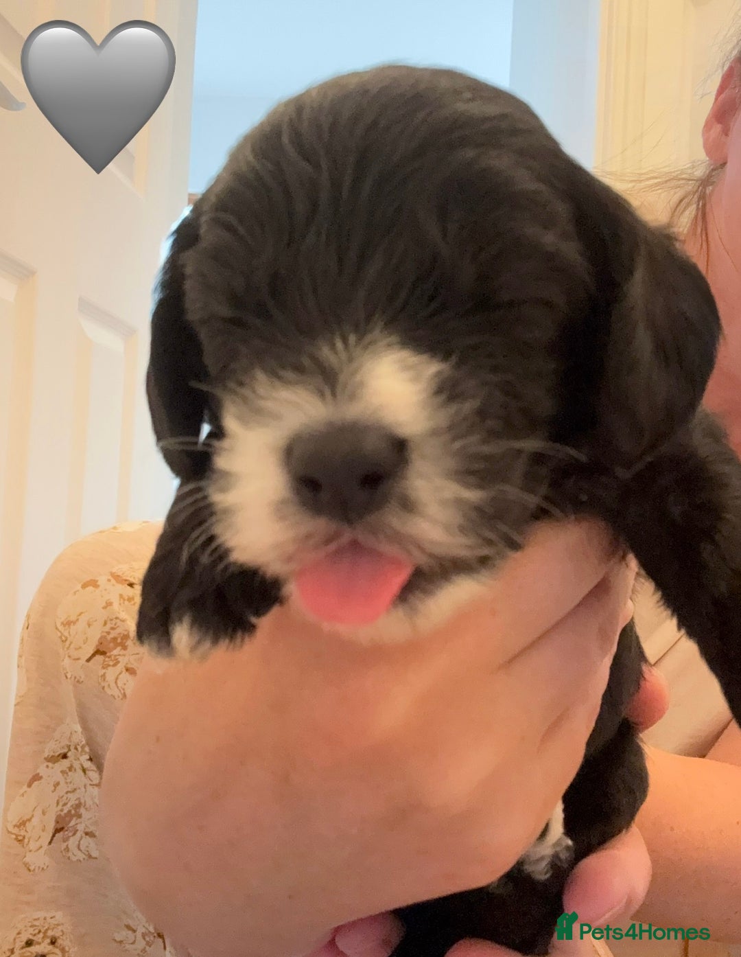 Cockapoo dogs for sale: 🐾 Gorgeous F2 Cockapoo Puppies 🐾 - Image 11