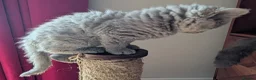 Selkirk Rex cats for sale: 😻 Beautiful Selkirk Rex Kittens 😻 - Advert 10