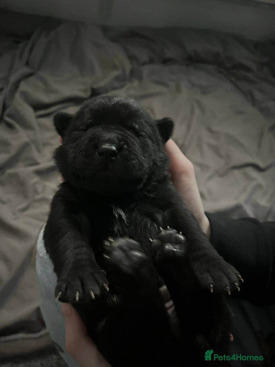 Mixed Breed dogs for sale: Beautiful cocker-Pei puppies - Advert 4