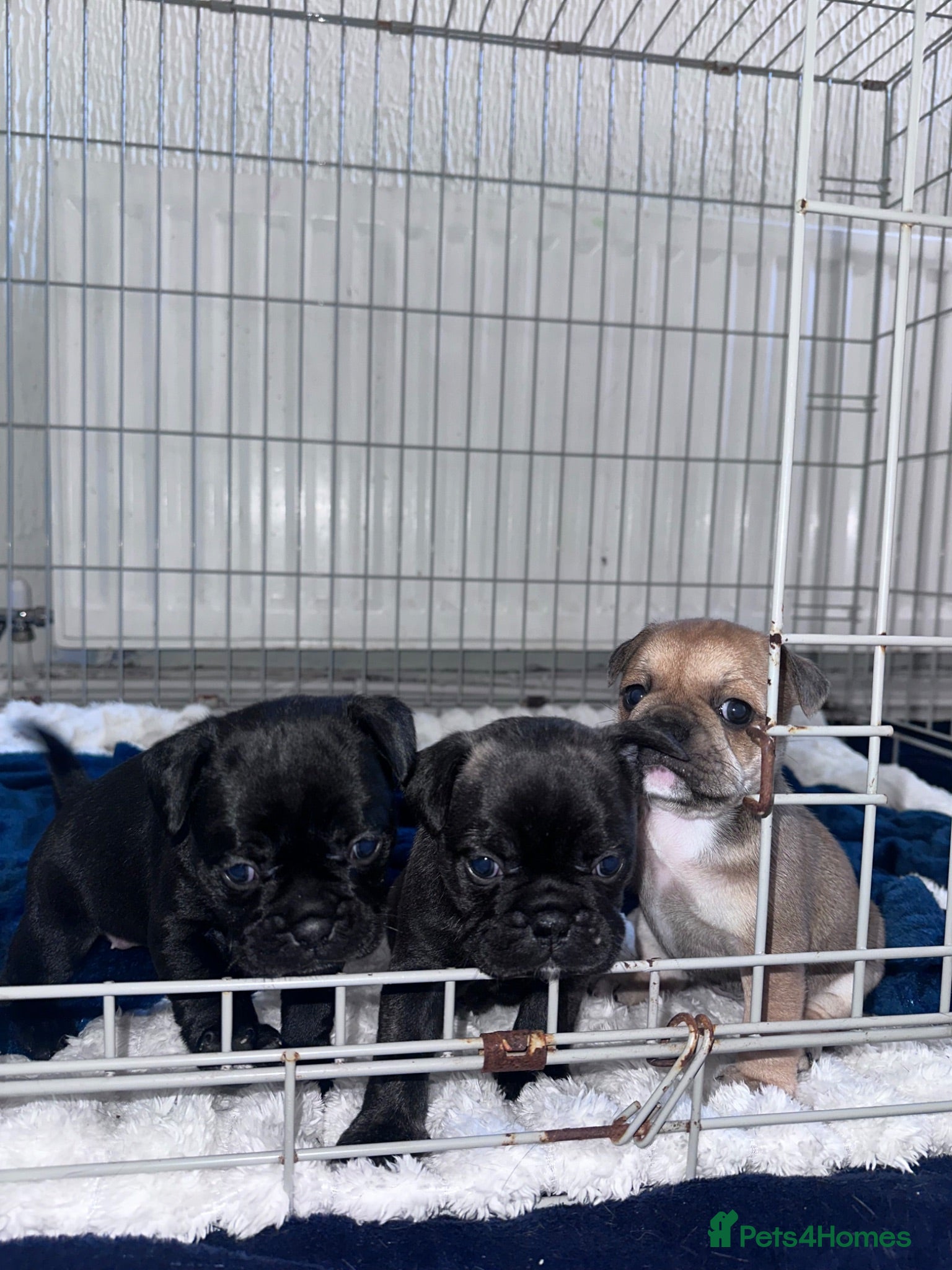 Frug dogs Frugs for sale  - Advert 1