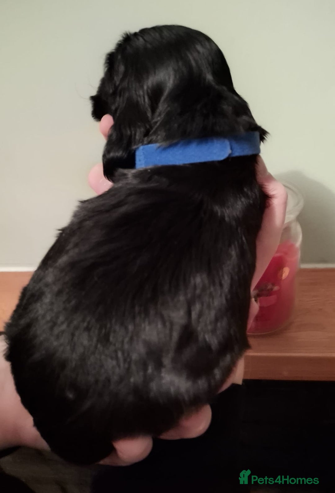 Cocker Spaniel dogs for sale: Stunning KC registered show cocker puppies - Advert 13