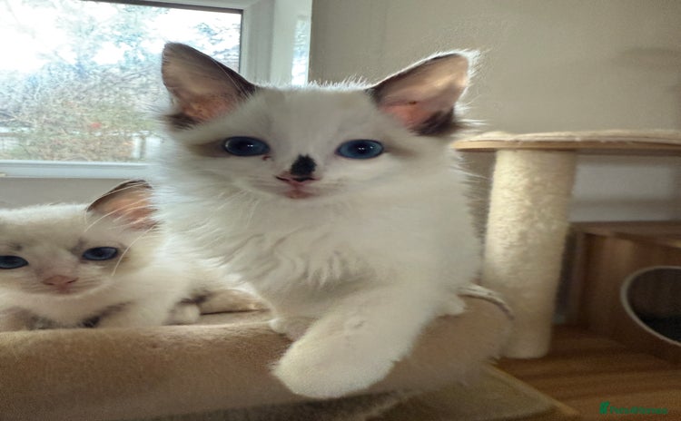 Ragdoll cats - Advert 1