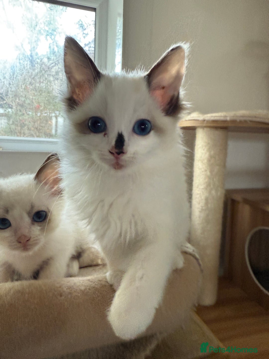 Ragdoll cats for sale: Gorgeous Bi colour Ragdoll kittens  - Image 1