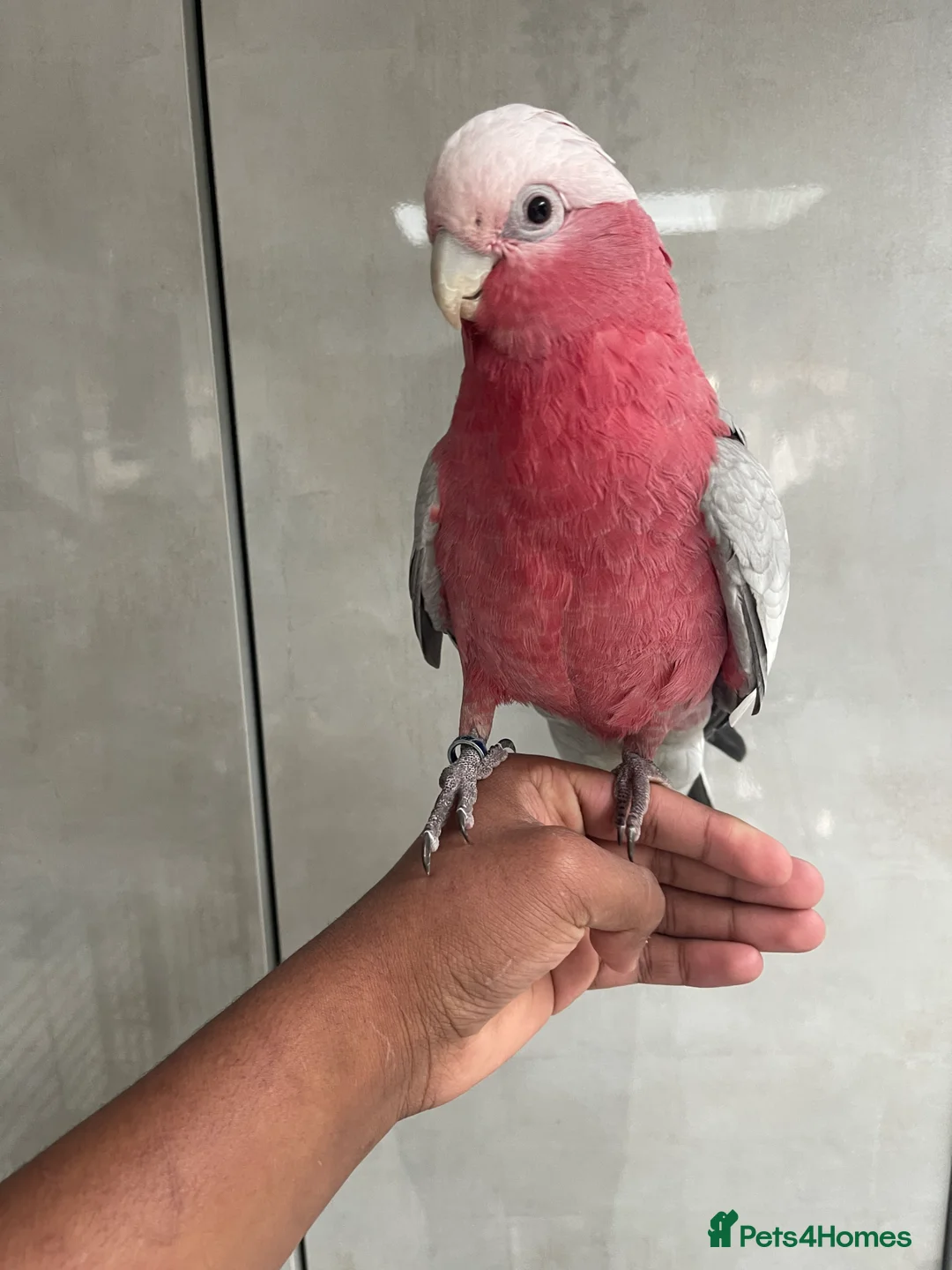 Cockatoo birds for sale: 🌟 CHARMING GALAH COCKATOO WITH CAGE 🌟 - Advert 2