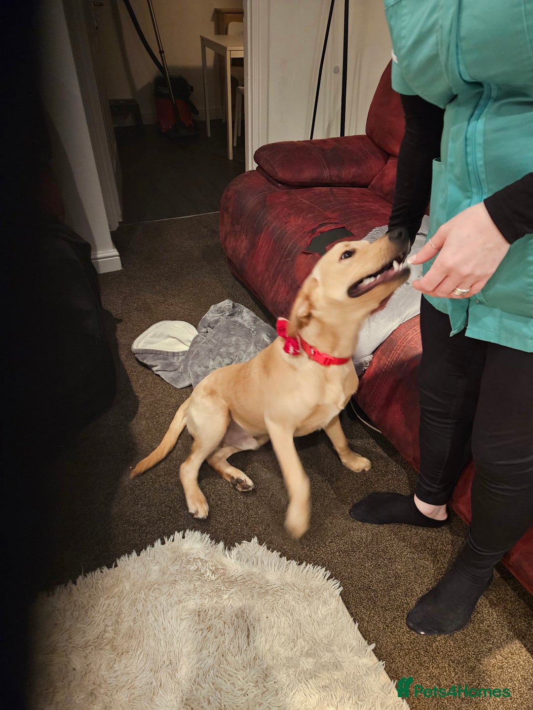 Labrador Retriever dogs for sale: 7-Month-Old Labrador for Rehoming - Advert 7