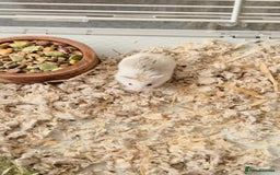 Hamster rodents for sale: Dwarf hamster - Image 1