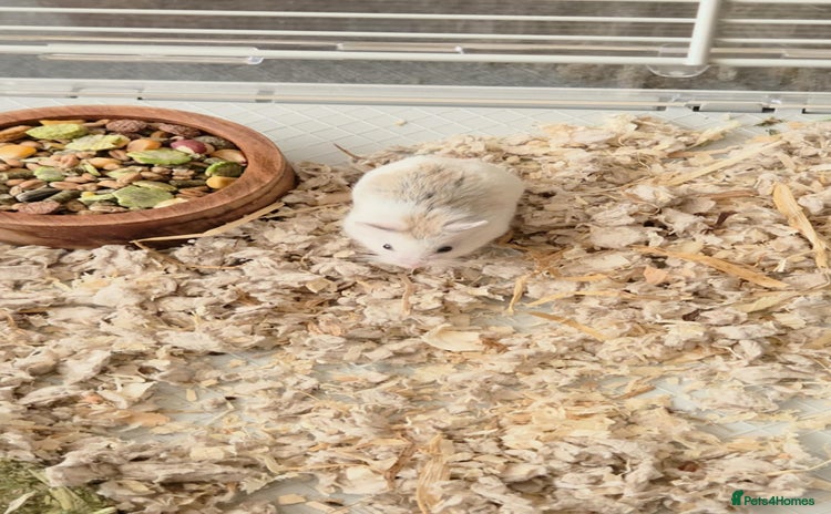 Hamster rodents - Advert 1