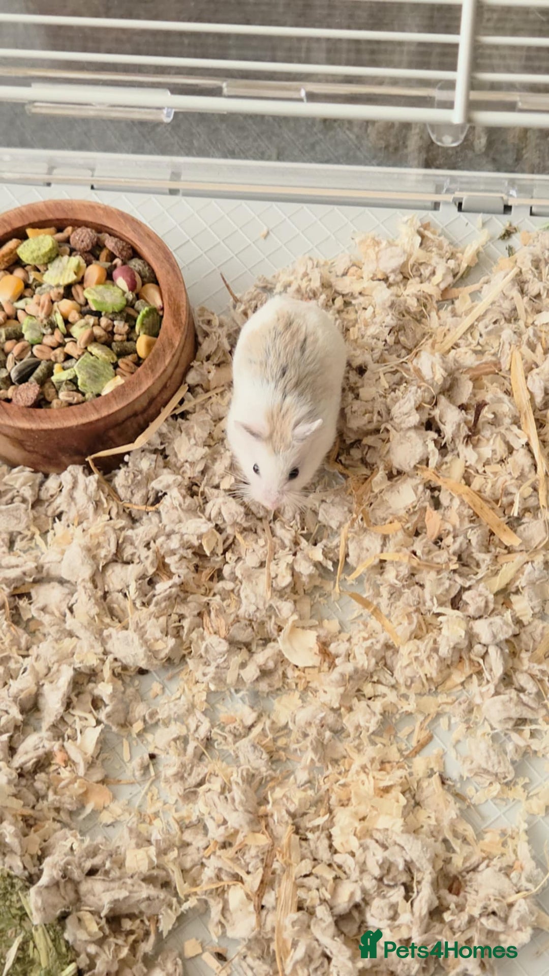 Hamster rodents for sale: Dwarf hamster - Image 1