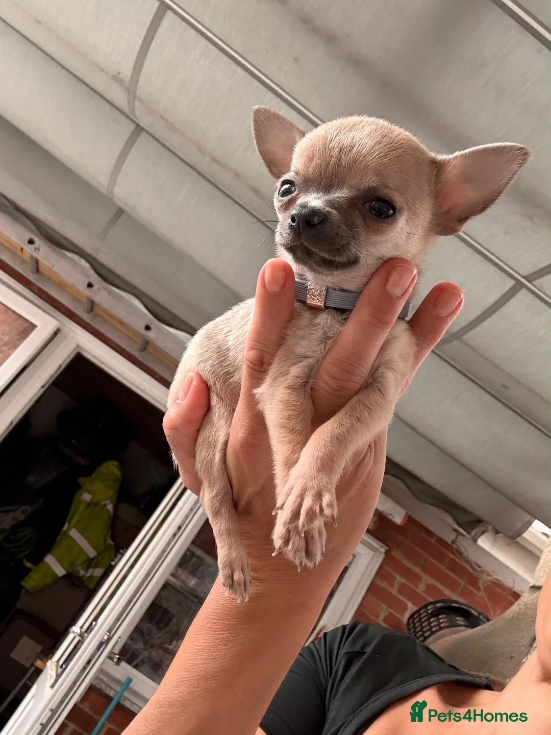 Chihuahua dogs for sale: For sale  in London - Advert 2