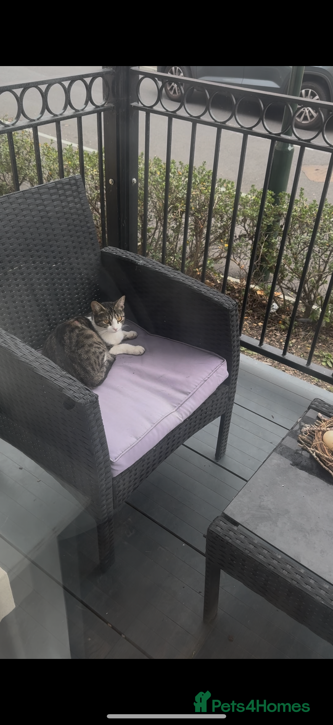 British Shorthair cats for sale: Magical cats  - Advert 1