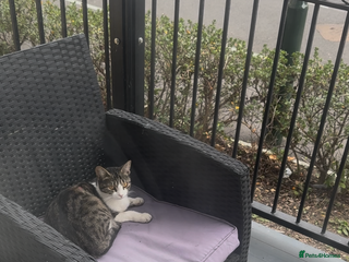 British Shorthair cats Magical cats - Ability to produce magical litter - Advert 1