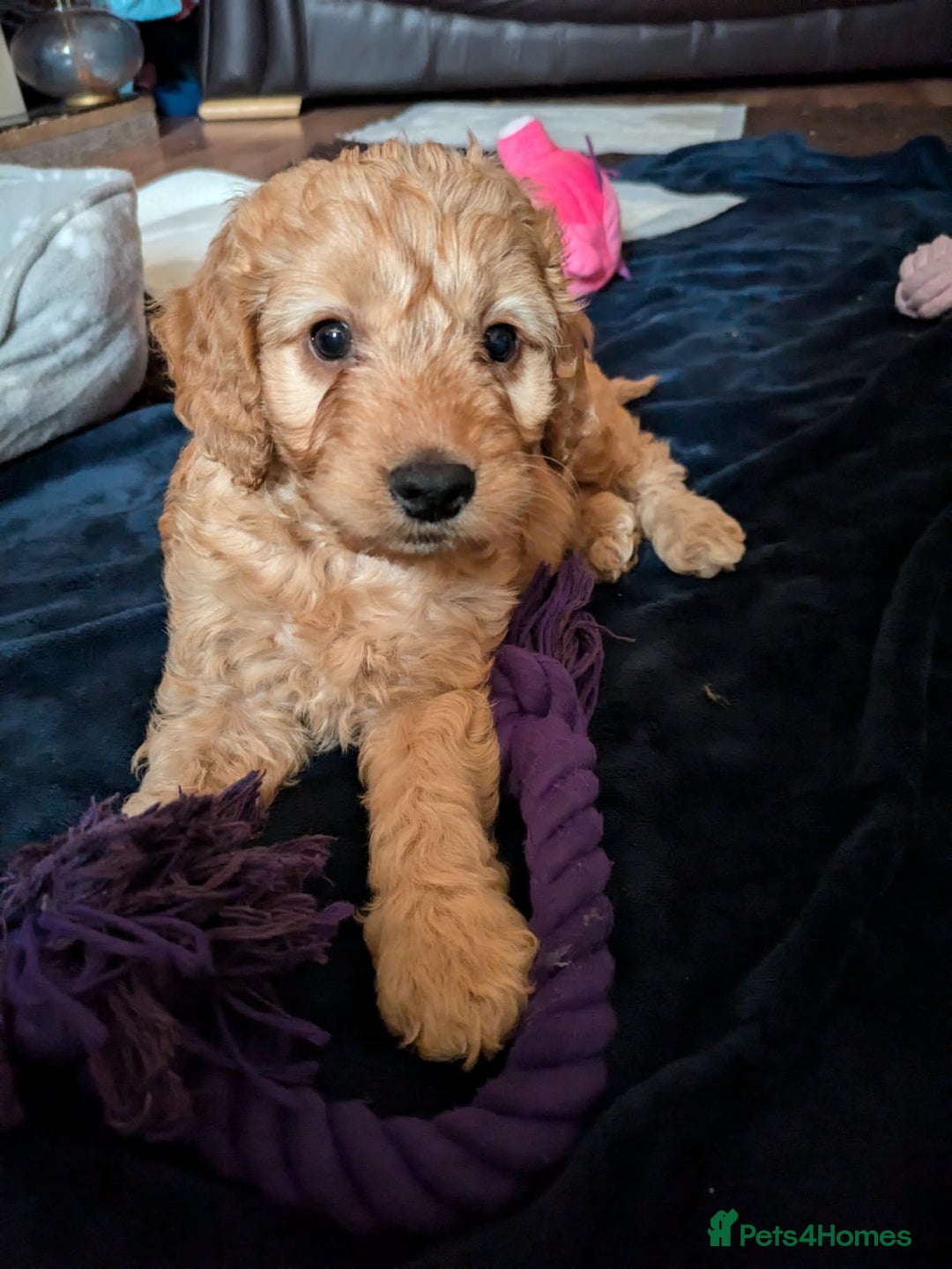 Cockapoo dogs for sale: F1 Apricot male cockapoo (stunning) - Advert 7