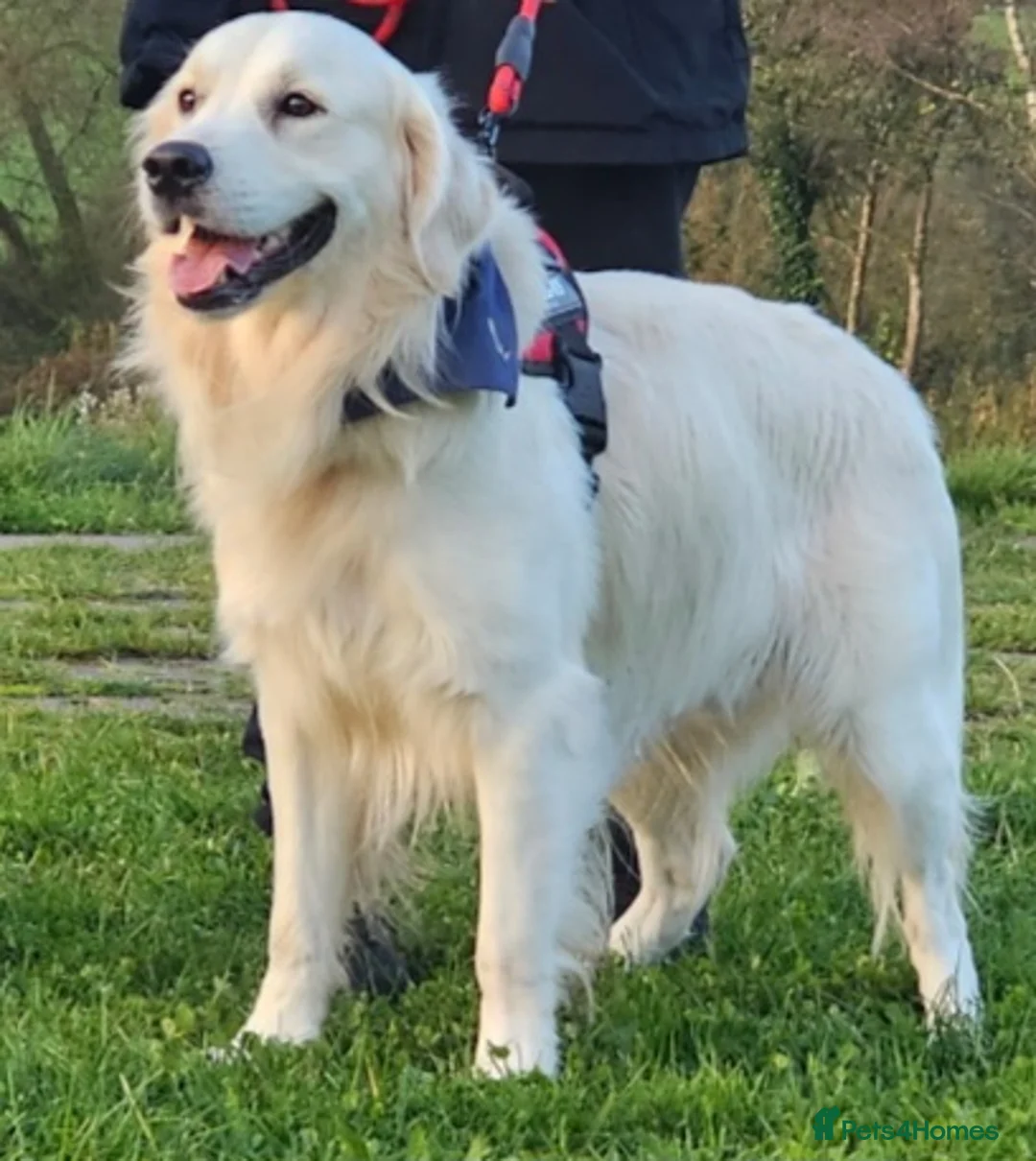 Golden Retriever dogs for stud:   ICT CLEAR Proven Golden Retriever for stud in Manchester - Advert 24