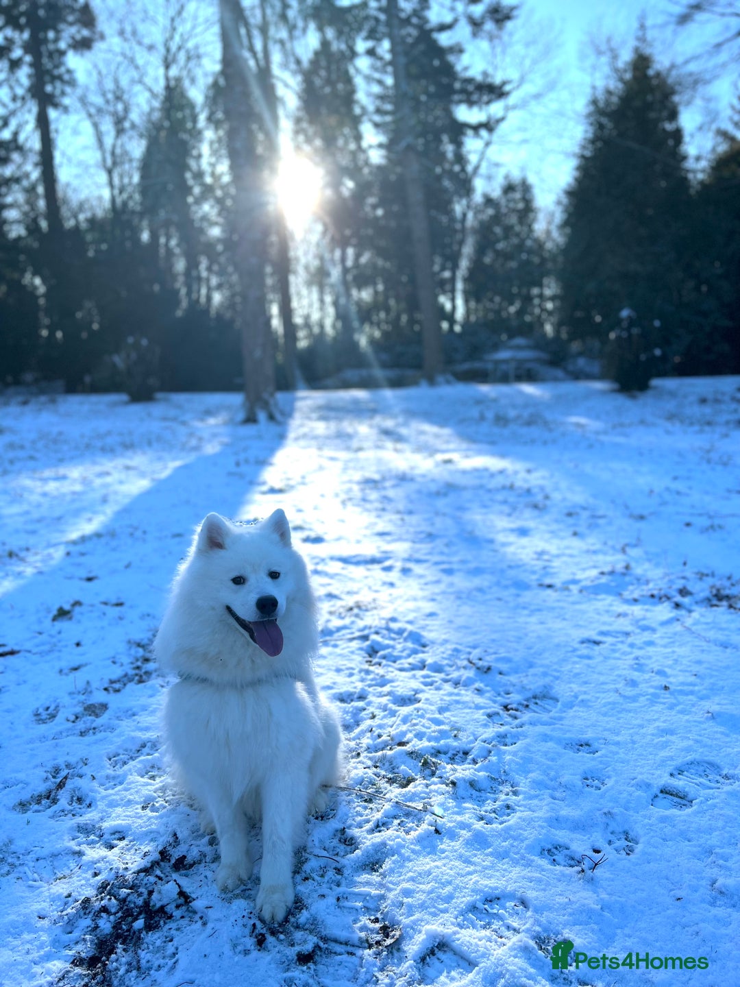 Samoyed dogs for sale: Fluffy, Friendly 3 year old Samoyed - Image 3