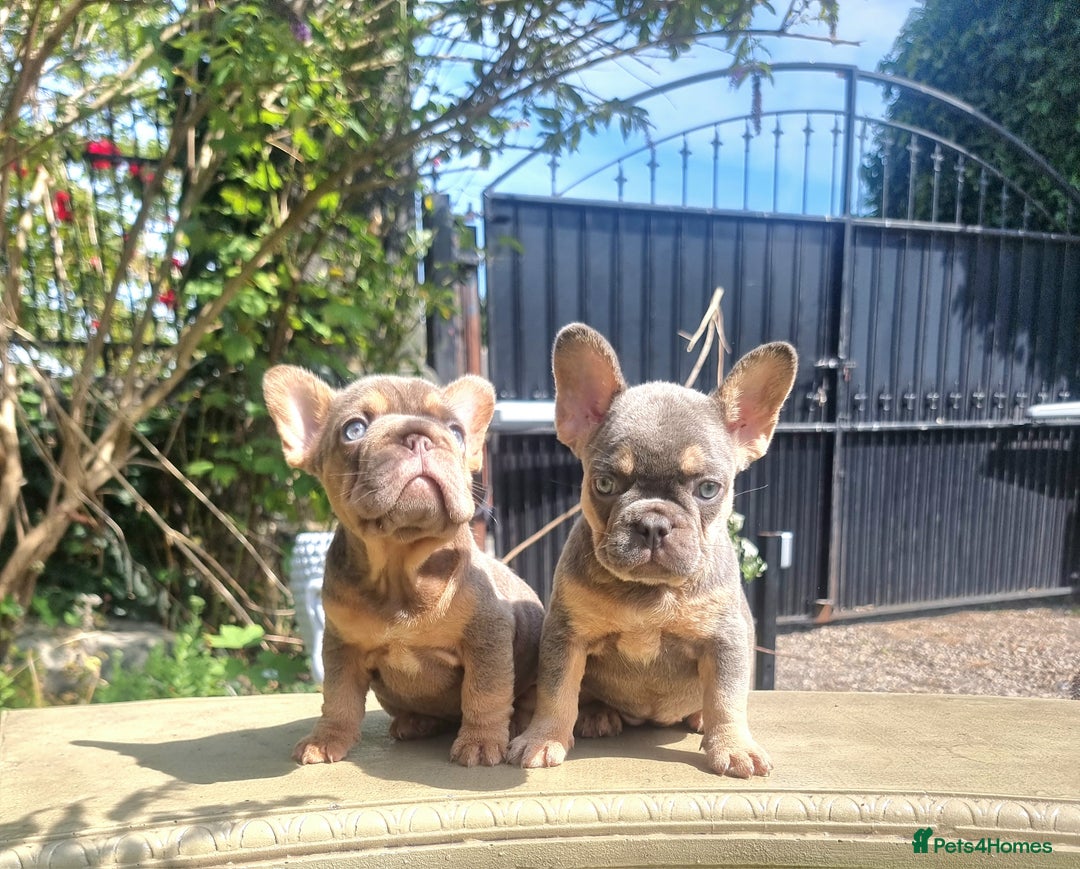 French Bulldog dogs for sale: Beautiful French bulldogs - Image 21