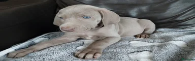  Puppy 6