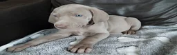Weimaraner dogs for sale: KC reg Weimaraner puppies ready to leave now - Advert 2