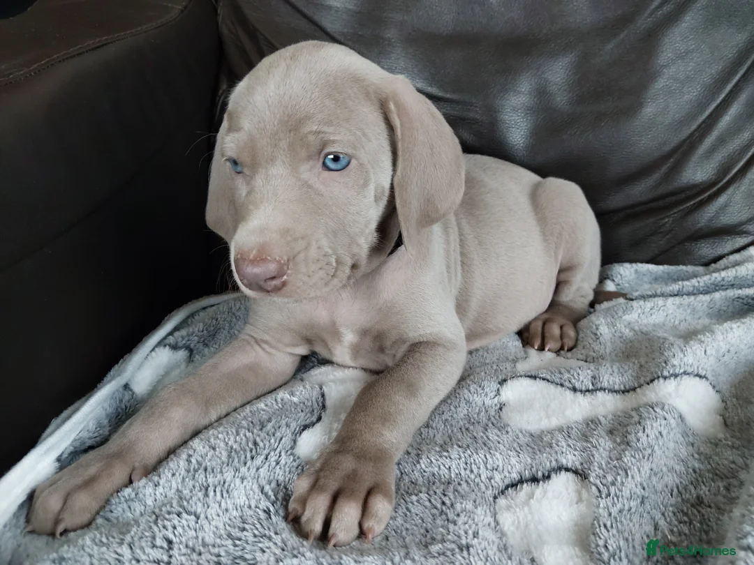 Weimaraner dogs for sale: KC reg Weimaraner puppies ready to leave now - Advert 2
