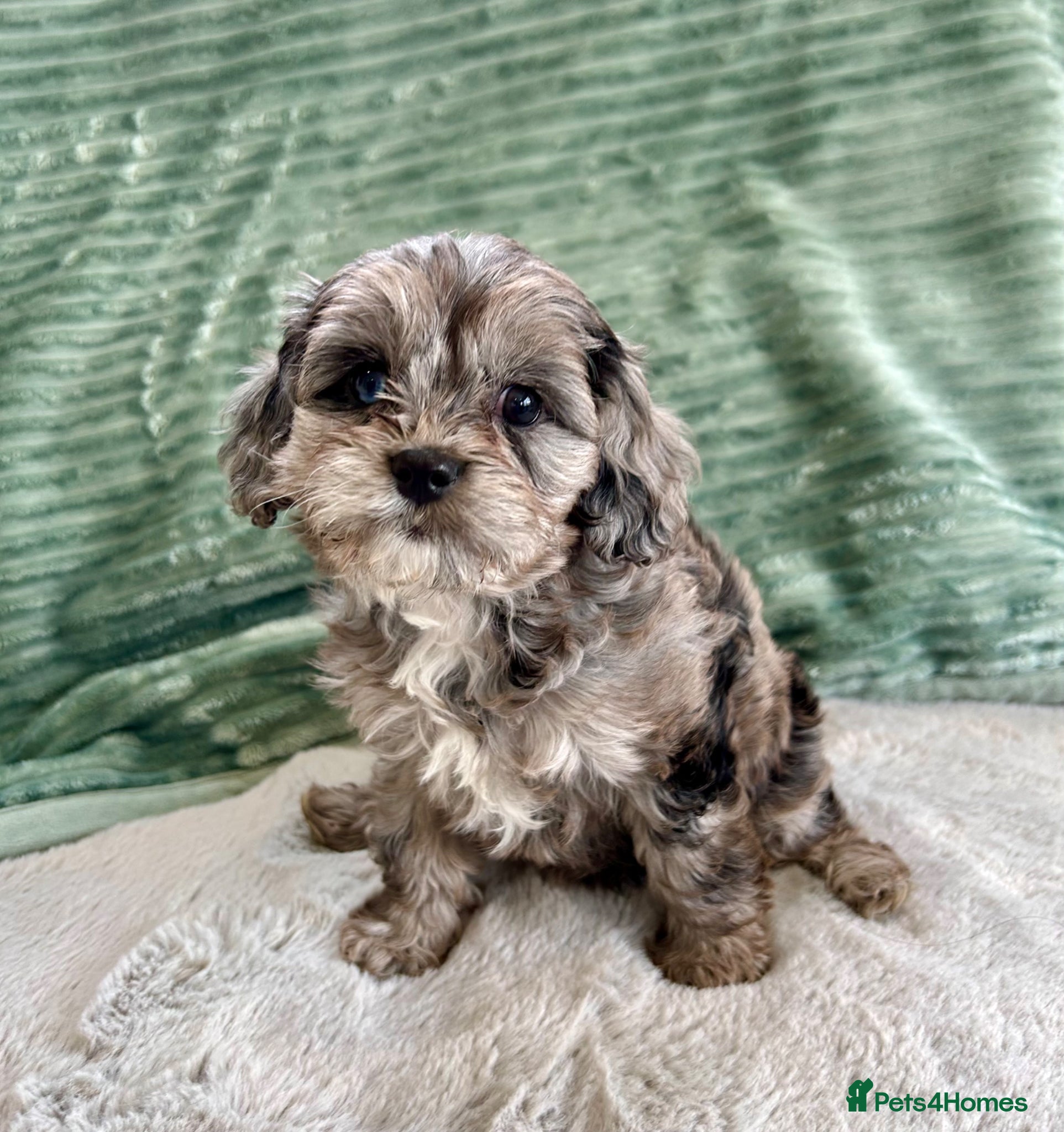 Cavapoo dogs CAVAPOO GIRL PUPPY AVAILABLE TO A 5🌟HOME - Advert 1