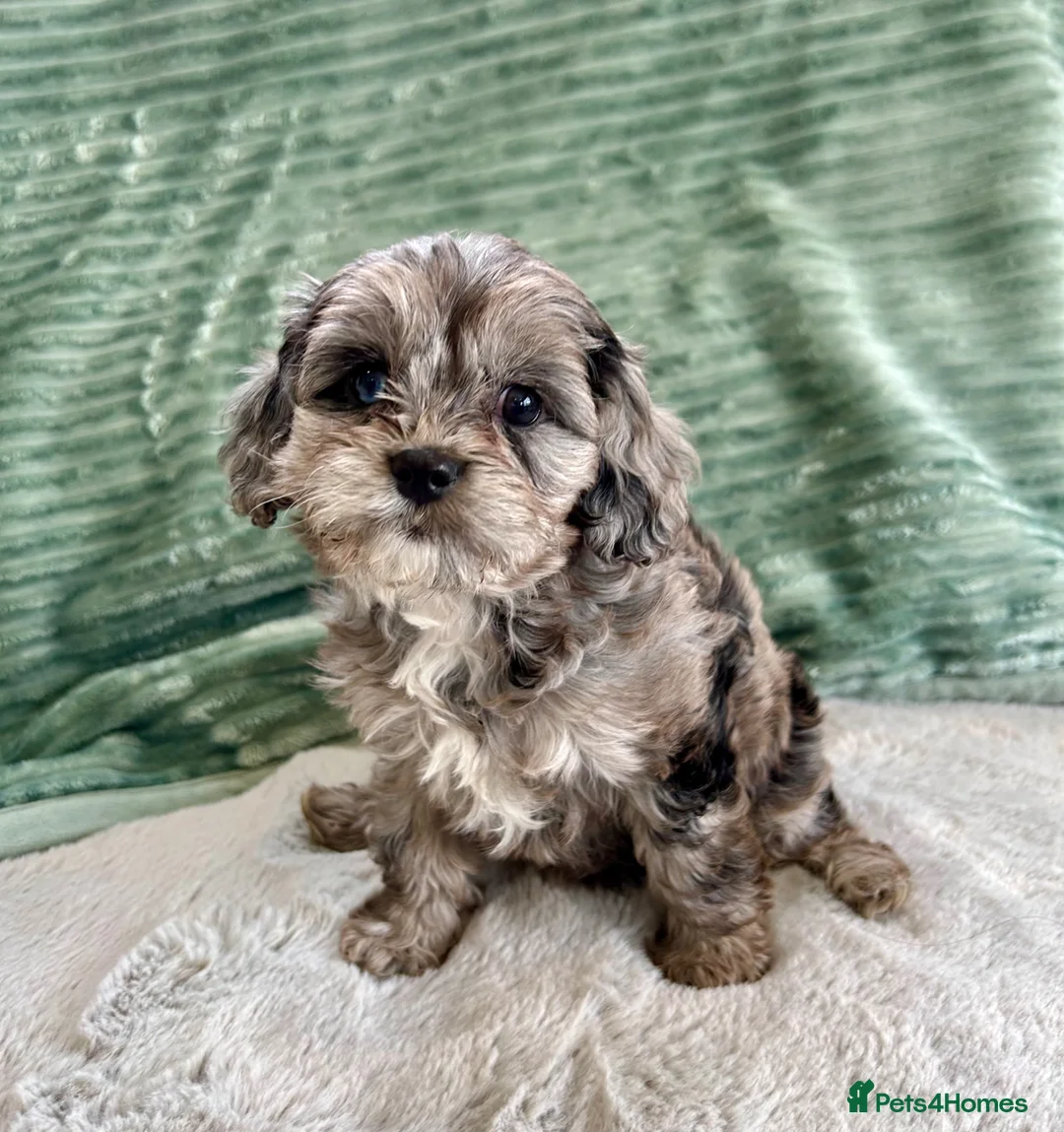 Cavapoo dogs for sale: CAVAPOO GIRL PUPPY AVAILABLE TO A 5🌟HOME - Advert 1