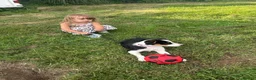 Border Collie dogs for sale: Border collie puppy female  - Advert 5