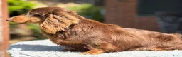 Miniature Dachshund dogs for stud: Mini long haired stud  - Advert 10
