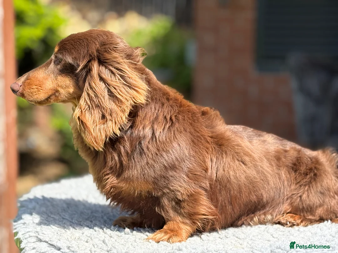 Miniature Dachshund dogs for stud: Mini long haired stud  - Advert 10