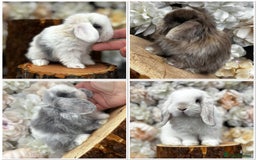 Mini Lop rabbits for sale: 🌟PURE BRED PEDIGREE MINI LOPS🌟 - Image 34