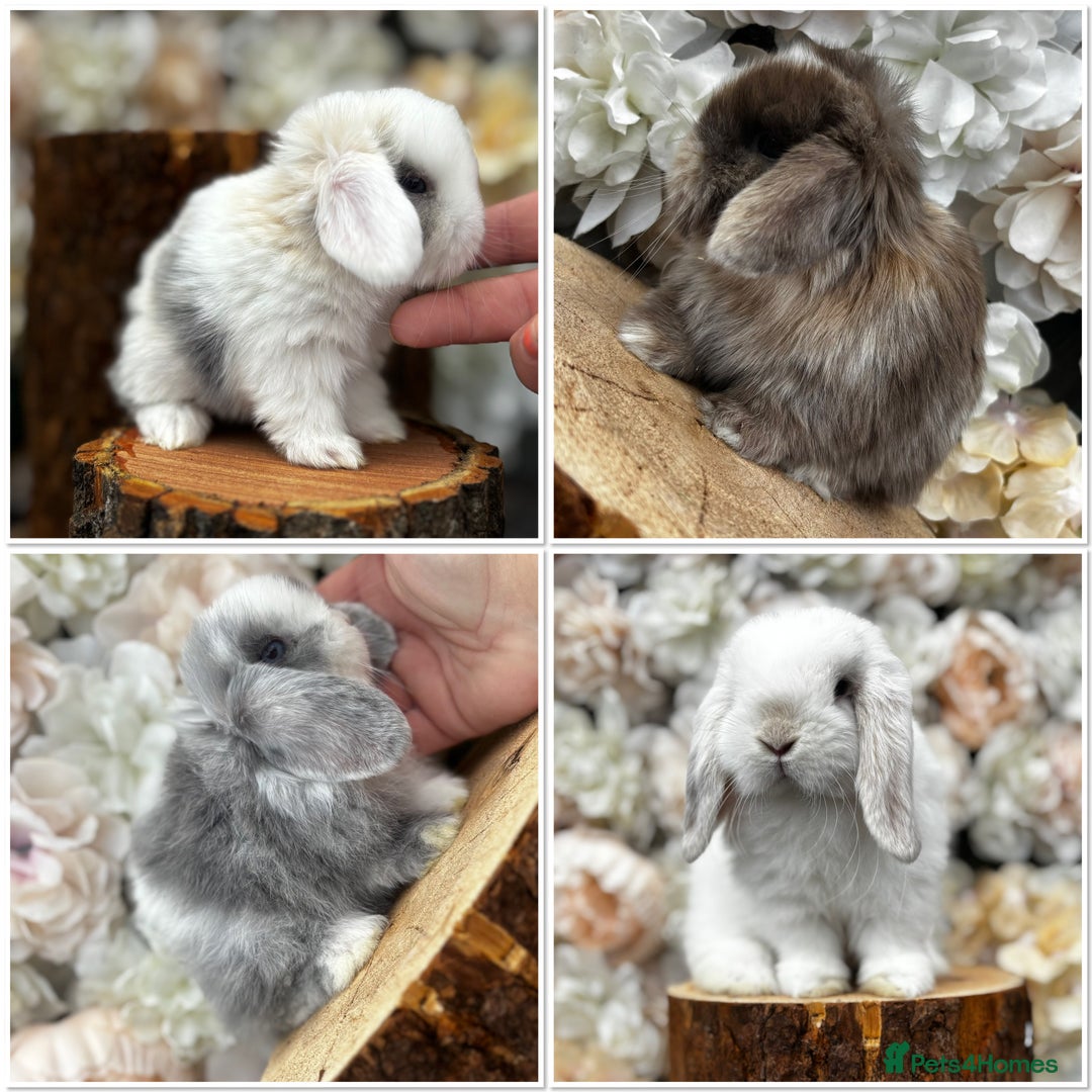 Mini Lop rabbits for sale: 🌟PURE BRED PEDIGREE MINI LOPS🌟 - Image 34