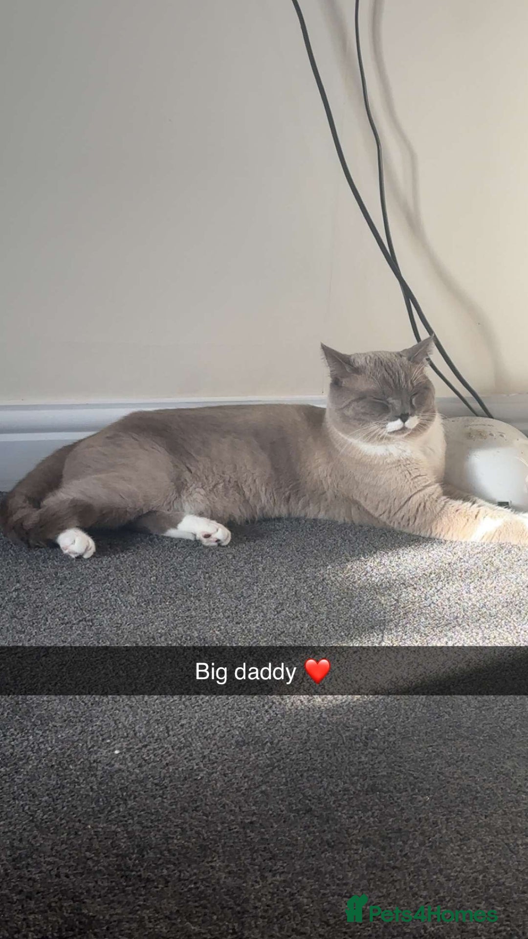 British Shorthair cats for sale: Female pure bred British short hair - Advert 10