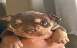 Mixed Breed dogs for sale: Stunning English bulldog mix pocket bully  - Image 25