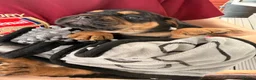 Mixed Breed dogs for sale: Sara Mendy in London - Advert 9