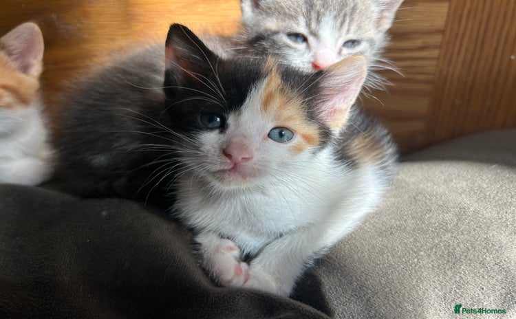 Mixed Breed cats - Advert 1