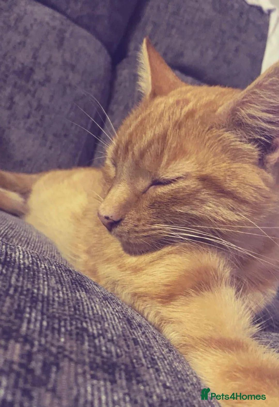 British Shorthair cats for sale: Ginger Cat in Dudley - Advert 1