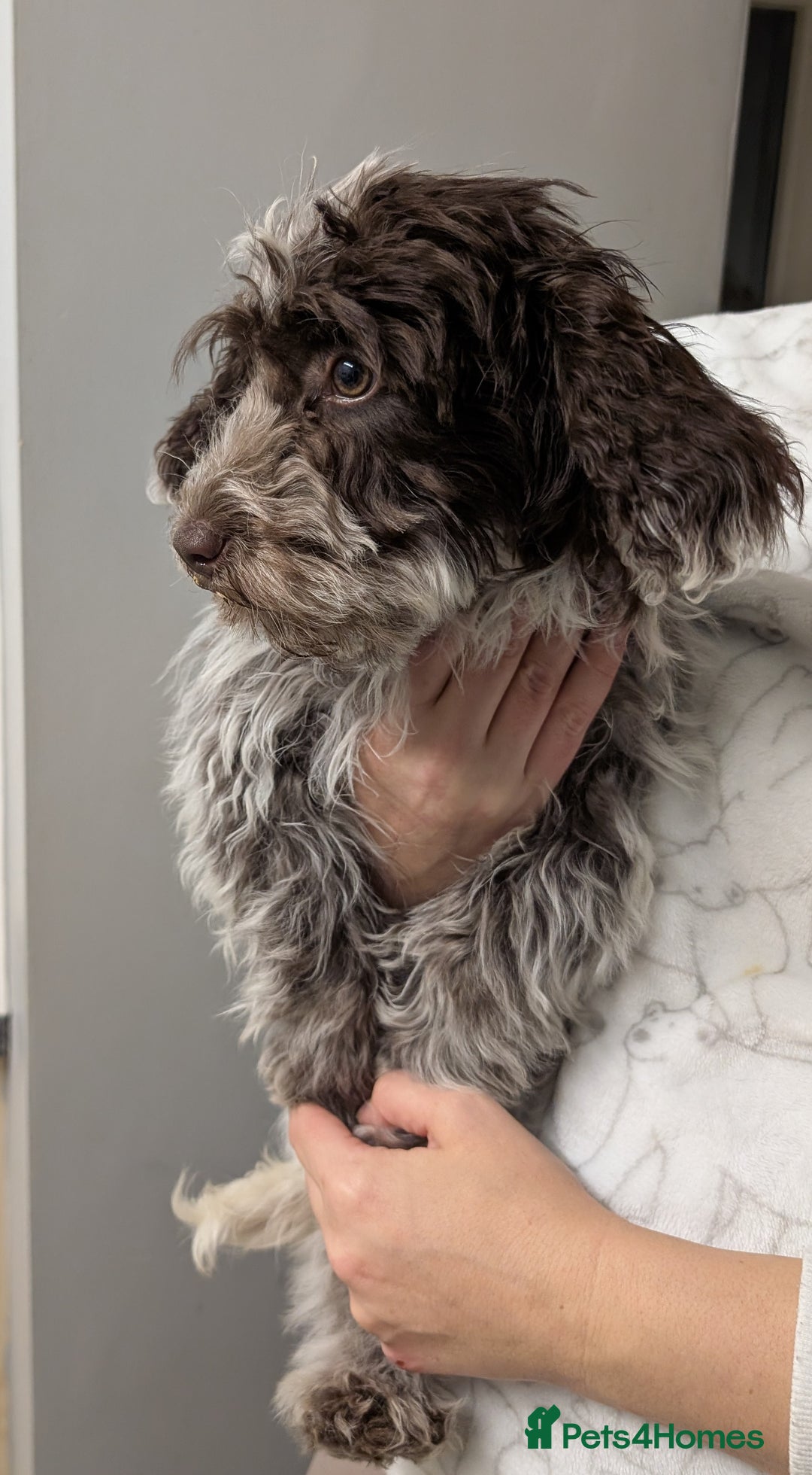 Cockapoo dogs for sale: Stunning chocolate roan Female F1 cockapoo  - Advert 2