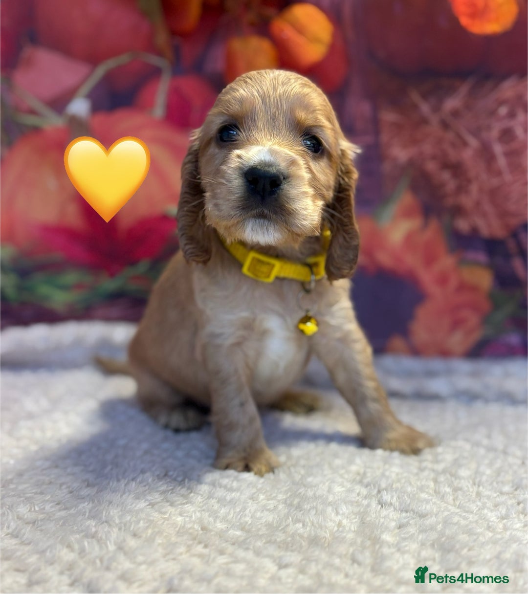 Cocker Spaniel dogs for sale: Outstanding KC Show Cocker Spaniels - Image 23