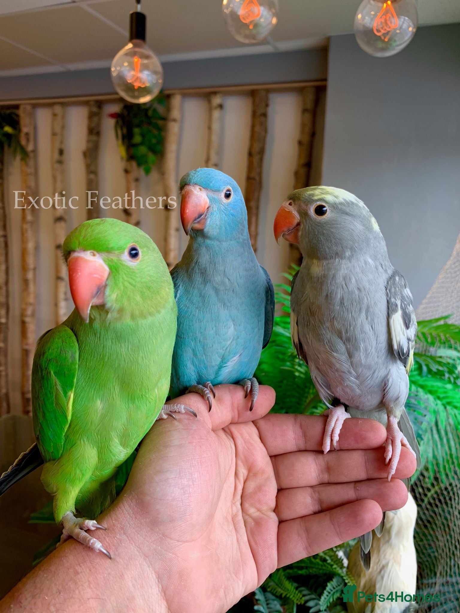 Ringnecks birds Hand Reared Baby Indian Ringneck Parrots For Sale - Advert 2