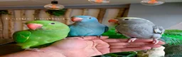 Ringnecks birds for sale: Hand Reared Baby Indian Ringneck Parrots For Sale - Advert 2