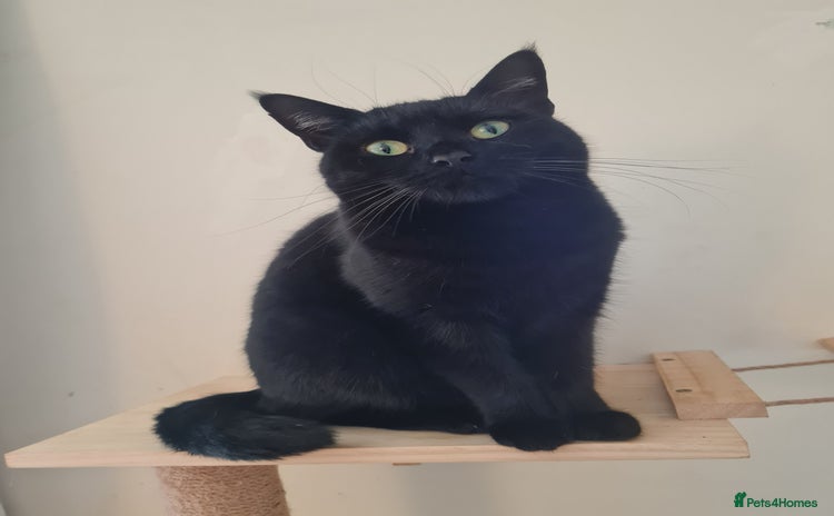 Domestic Shorthair cats - Advert 2