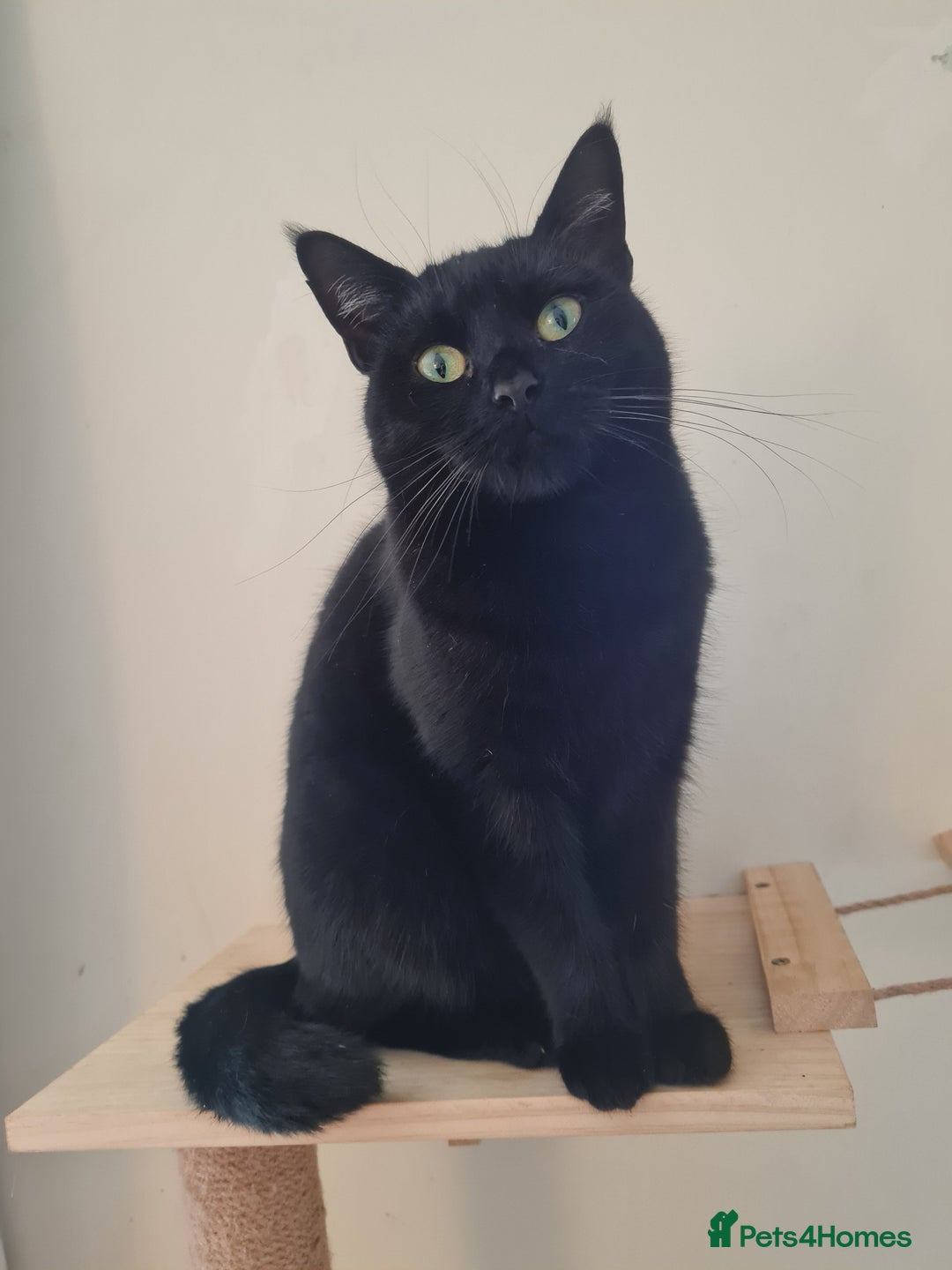 Domestic Shorthair cats for sale: 4 year old female cat - Image 1