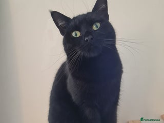 Domestic Shorthair cats - Advert 26