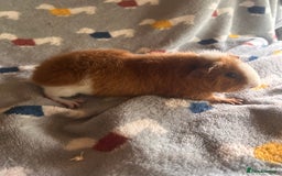 Guinea Pig rodents for sale: Lovely Teddy and Coronet baby Guinea pigs - Image 7
